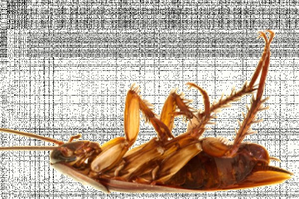 Kraken зеркало